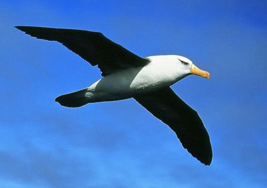 Black Brow Albatross